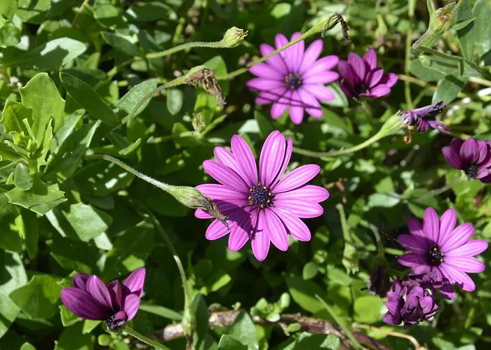 Il Melograno Panzió 4*